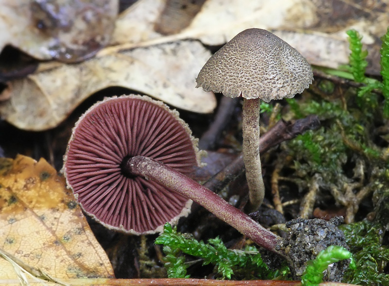 Melanophyllum haematospermum